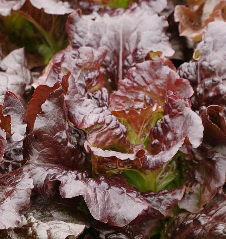 800+ CIMMARON ROMAINE LETTUCE SEEDS FRESH HARVEST FOR GARDENS - $7.34