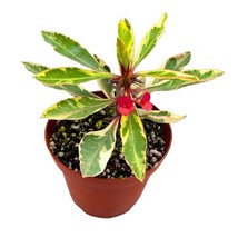 Variegated Crown of Thorns, 4 inch, Rare Euphorbia milii Hybrid - £17.69 GBP