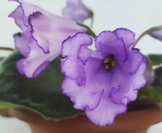 African Violet Plant- &quot;Carolina Absolute Ripper&quot; (standard) - USA Seller  - $46.32 CAD
