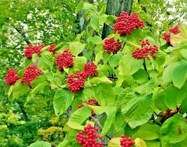 US Seller 20 Linden Viburnum Seeds Viburnum Dilatatum Fast Shipping - £11.29 GBP