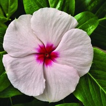 USA Seller 100 Vinca Seeds Cora Cascade Apricot Seeds - £31.44 GBP