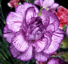100 Bi Color Purple Carnation Seeds Dianthus Flowers Seed Flower Perenni... - $14.00