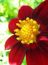 15 Seeds Roxy Mignon Red Dahlia Flower Quick Heirloom Seeds Transform Gardens Fa - £6.75 GBP