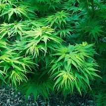 FG 5 &quot;Dwarf&quot; Japanese Maple Tree Seeds (Mikawa Yatsubusa) Unique Hemp Herb Bonsa - £11.33 GBP