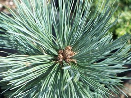 Pinus Flexilis Reflexa Southwestern White Pine Tree Fresh Seeds - £14.93 GBP