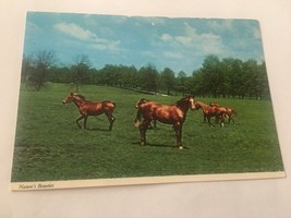 Vintage Postcard Unposted Horses Nature’s Beauties - $0.94