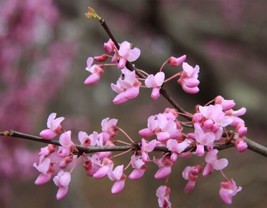 Cercis Canadensis  Eastern Redbud  5_Seeds From US - £11.55 GBP