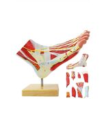 Natural Large Foot Anatomical Model 9 Parts with 81 Digital Signs and Co... - €59,45 EUR