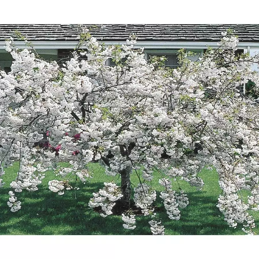 6-14&quot; Tall Seedling 2.5&quot; Pot Snowgoose Flowering Cherry Tree Live Plant - $79.90