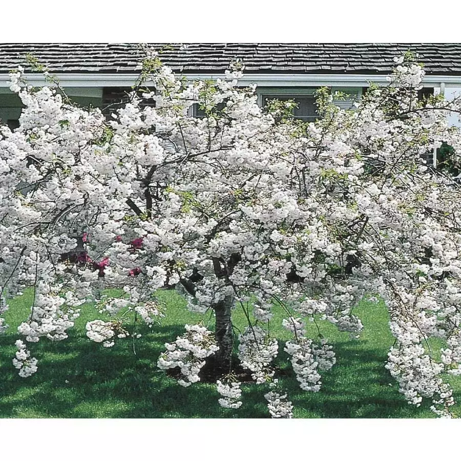 6-14&quot; Tall Seedling 2.5&quot; Pot Snowgoose Flowering Cherry Tree Live Plant - £60.91 GBP