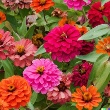 New 500 Giant Dahlia Flower Seeds California Giants Annual Mix Zinnia Elegans Fr - $10.50