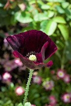 Septh 250 Organic After Midnight Poppy Darkest Purple Near Black Papaver Flower - £4.84 GBP