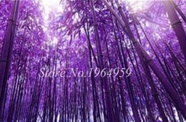 50 pcs Bamboo Seed Lucky Moso Tree Seeds - Dark Purple Color FRESH SEEDS - £5.64 GBP