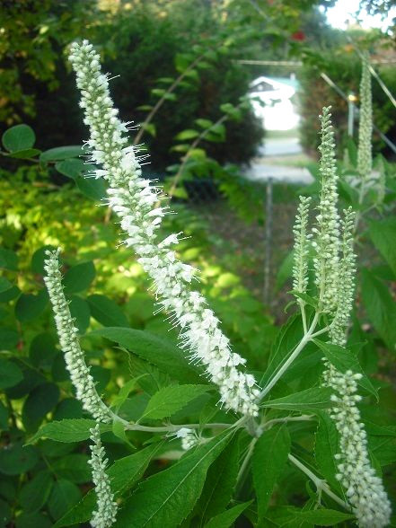 100 Mint Bush White Elsholtzia Stauntonii Alba Chinese Mint Fragrant Shr... - $15.90