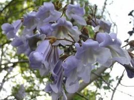 40 Princess Tree Royal Paulownia Seeds Paulownia Tomentosa USA SELLER Fast Shipp - $9.80