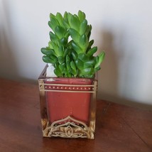 Succulent in Glass Candle Holder, Haworthia Obtusa in Upcycled Planter image 4