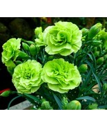 100 Bright Green Carnation Seeds Dianthus Flowers Seed Flower Perennial ... - $171.86 MXN