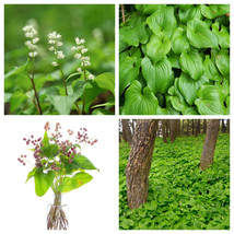 KKG 15 Beadruby Maianthemum Dilatatum White Flower Red Berry Moist Shade... - $8.89