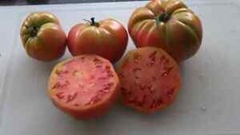 SEPTH 50 Seeds Russian Rose Tomato Tomatoe Vegetable Garden Edible Canning - £4.32 GBP