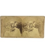 Antique Stereoscope Stereoscopic Card Melander &amp; Bro. Chicago #49 Kitty Cat - $29.21 CAD