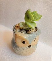 Succulent in Ceramic Owl Planter, Crassula String of Buttons, 2.5" Animal Pot image 6