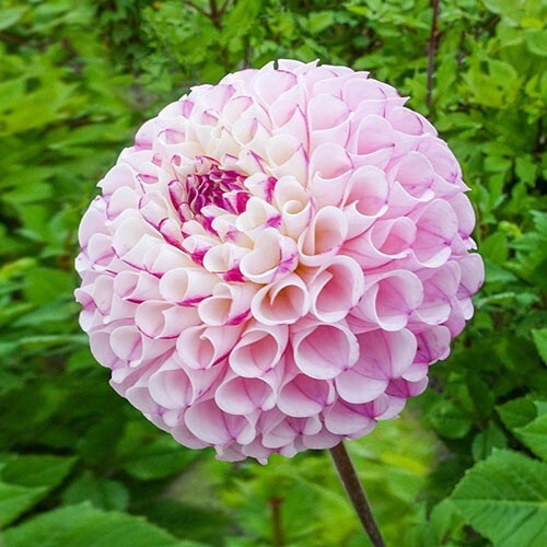 25 Chimacum Dahlia Seeds Flower Perennial Flowers Seeds Flowering Fresh ... - $8.98
