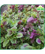 4000+ Seeds = 20g Red Green Amaranth Spinach Rau Den Plant Seeds-98%GERM... - $186.37 MXN