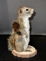 Beautiful Adorable Red Squirrel Small Animal Taxidermy Mount Art Wildlif... - £178.00 GBP