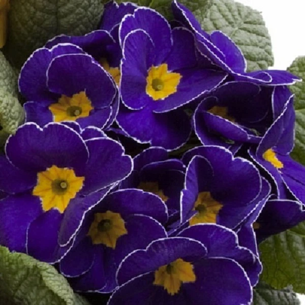 15+  Blue Picotee Megan  Primrose  Flower Seeds / Perennial / Primula - $14.55