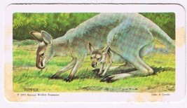 Brooke Bond Red Rose Tea Card #2 Red Kangaroo Animals &amp; Their Young - £0.74 GBP