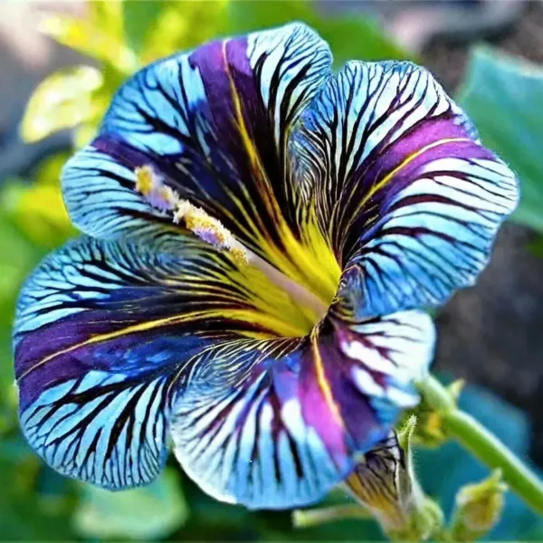 Blue Purple Velvet Trumpet Flowers Planting Easy Growing 20 Seeds Fresh ... - $11.99