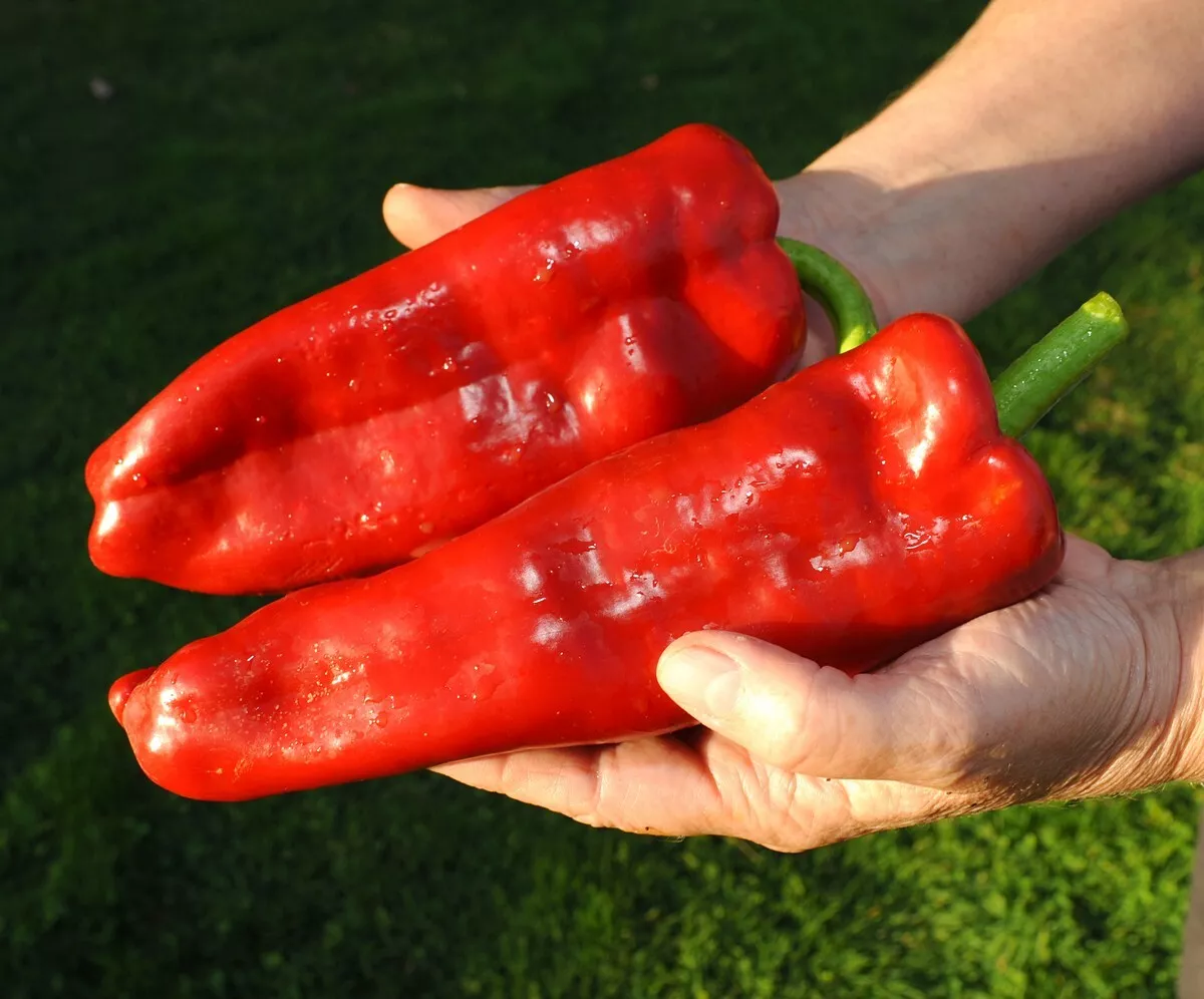 RJH 30 Giant Marconi Sweet Pepper Seeds - £5.43 GBP