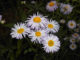Erigeron Pulchellus Robin&#39;s Plantain 300 Seeds for Planting - Early Bloo... - $17.00