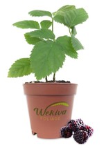 VP Boysenberry - 3 Live Starter Plants - Rubis Ursinus X Rubus Idaeus - £36.84 GBP