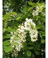 VP Flowering Black Locust Tree Yellow False Acacia Robinia Psuedoacacia ... - £3.76 GBP