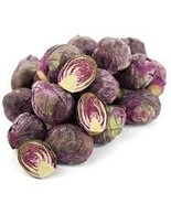 500+ Fresh Redarling Brussels Sprouts Seeds for Garden Planting - €4,23 EUR