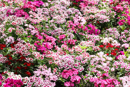 500 Mixed Colors Sweet William Dianthus Barbatus Red Pink Bicolor Flower Seeds U - $14.20