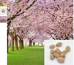 SL 10 Pieces Sakura Seeds Diy Home Garden Bonsai Flower Seed Japanese Oriental C - £1.47 GBP