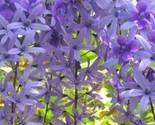 Petrea Volubilis Queens Wreath Vine Bluebird Vine Sandpaper Vine 25 + Seeds - £5.21 GBP