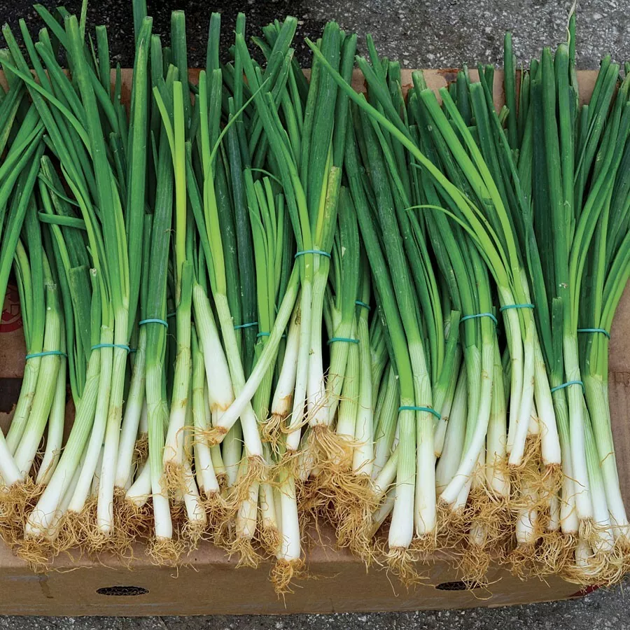 KS Evergreen Bunching Onion Non Gmo  200 Seeds  - £6.72 GBP