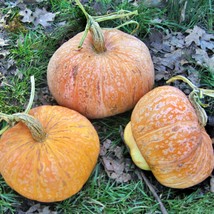 Lower Salmon River Winter Squash Seeds Winter Squash Naturally Grown Non-Gmo Gar - $13.25