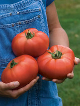 HSeeds 50 Seeds Porterhouse Tomato Tomatoe Vegetable Garden Edible Canning - $5.21