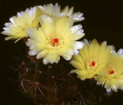 Parodia Ottonis @ rare cactus notocactus cacti 25 SEEDS - £7.18 GBP