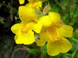 60+ YELLOW MIMULUS &quot;&quot;MONKEY FLOWER&quot;&quot; FLOWER SEEDS LONG LASTING ANNUAL - £7.83 GBP