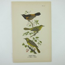 Bird Lithograph Print Orchard Oriole after John James Audubon Antique 1890 - £15.79 GBP