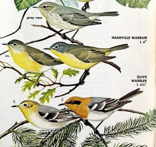 Warbler Varieties And Types 1966 Color Bird Art Print Nature #4 ADBN1o - $366.80 MXN