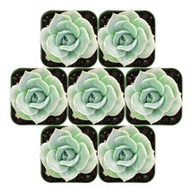 2&quot; Plant pot 7 Packs Live Echeveria Lovely Rose Succulent Plants fully Rooted - £38.47 GBP