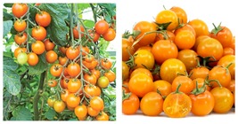 200 Seeds Cherry Tomato Mini Golden Round Fruit Seeds International Ship - £14.17 GBP