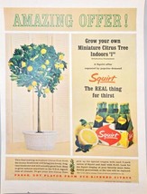 SQUIRT - Amazing Offer - Citrus Tree - Indoors - 6 Pack-1964 Vintage Pri... - $9.74