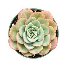 Live Succulent Fresh Rosette Echeveria Atlantis Fully Rooted in 4 inch Planter - £22.00 GBP